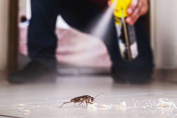 Best Spider Control Near Me  in Troup, TX